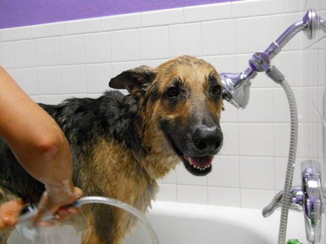 Как часто можно мыть собаку: сколько надо купать, почему нужно шампунем, нельзя