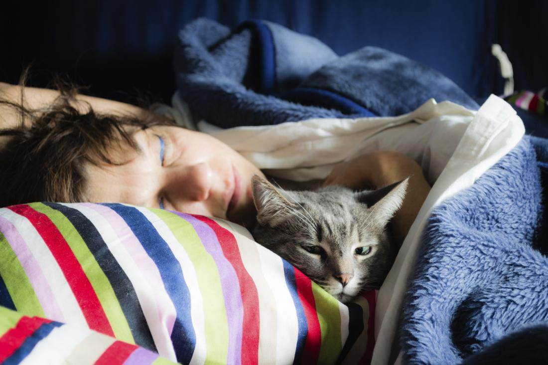 Сколько часов в сутки спит кошка, почему кошки любят спать на человеке