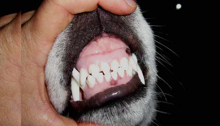 Коренные и молочные зубы у собак