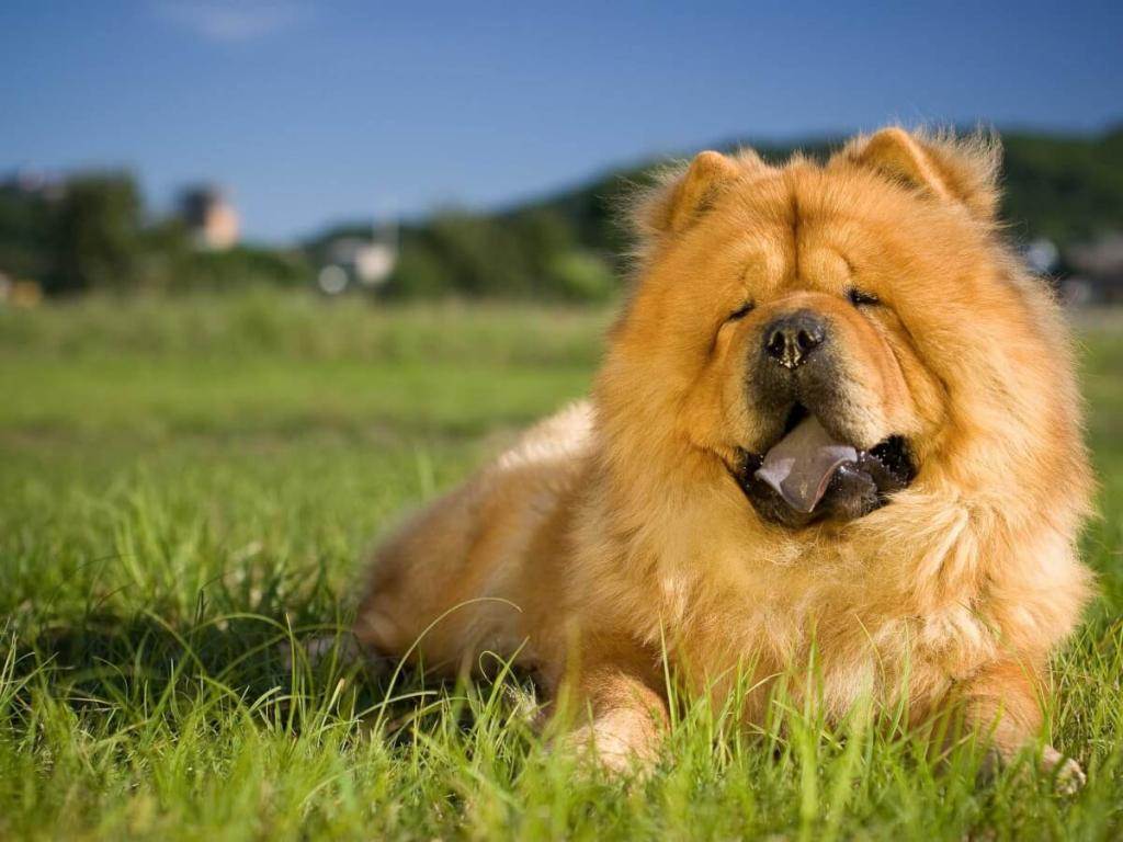 Собаки с синим языком: как выглядит, описание породы, воспитание