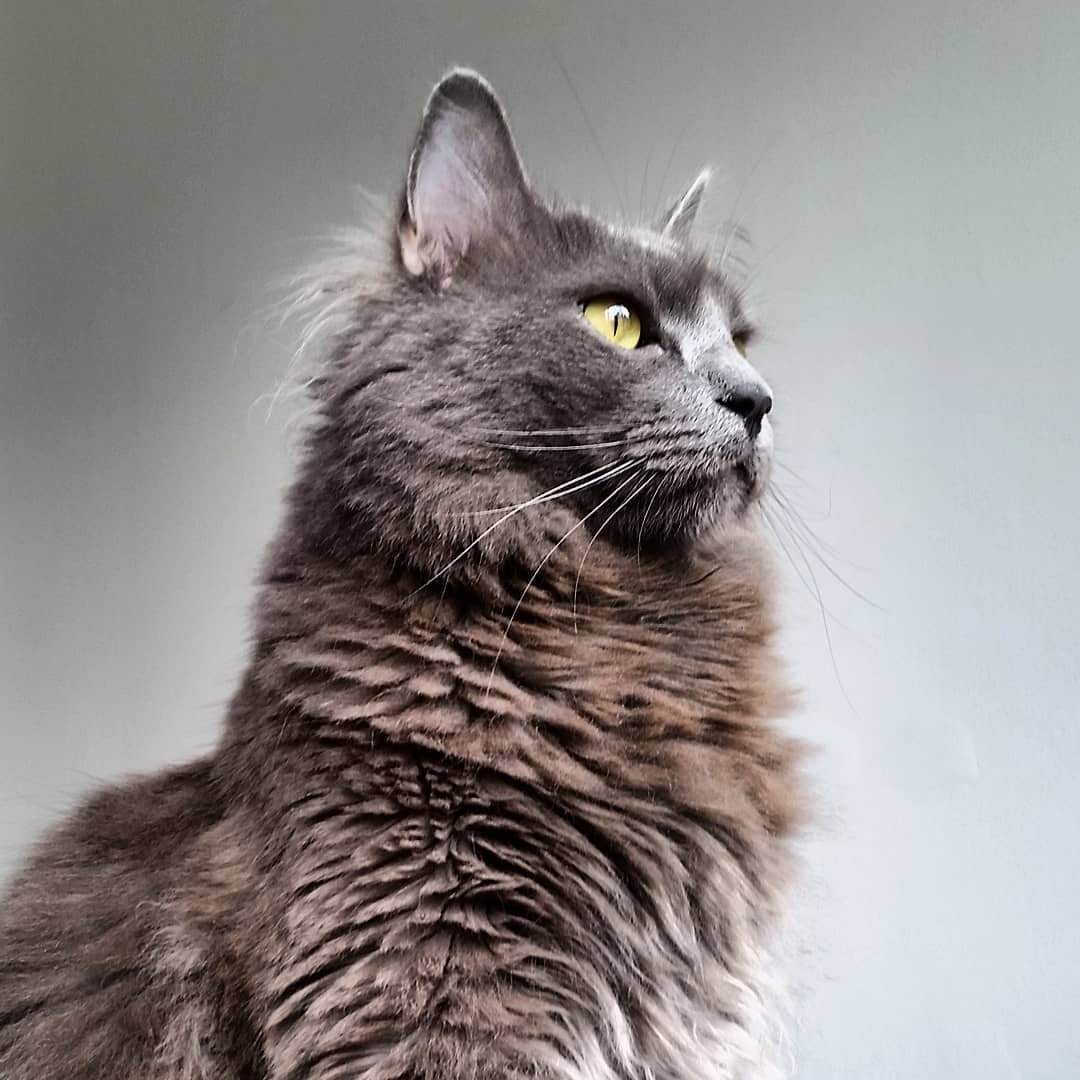 Нибелунг (кошка) — 115 фото, видео описание стандартов породы, уход и содержание