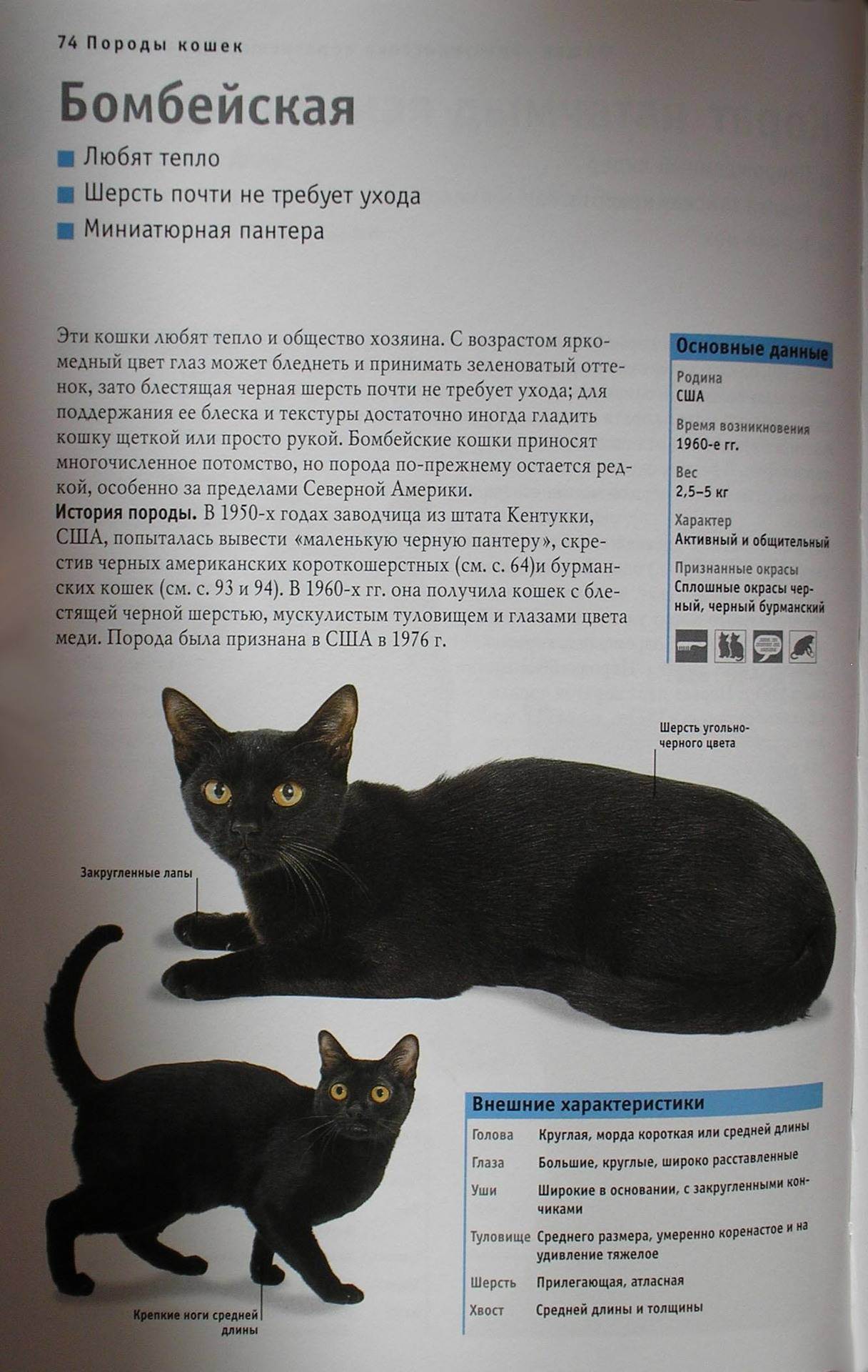 Черная кошка содержание. Бомбейский кот характеристика. Бомбейская кошка описание породы. Кошка породы Бомбей характеристики. Бомбейская кошка описание породы и характера.