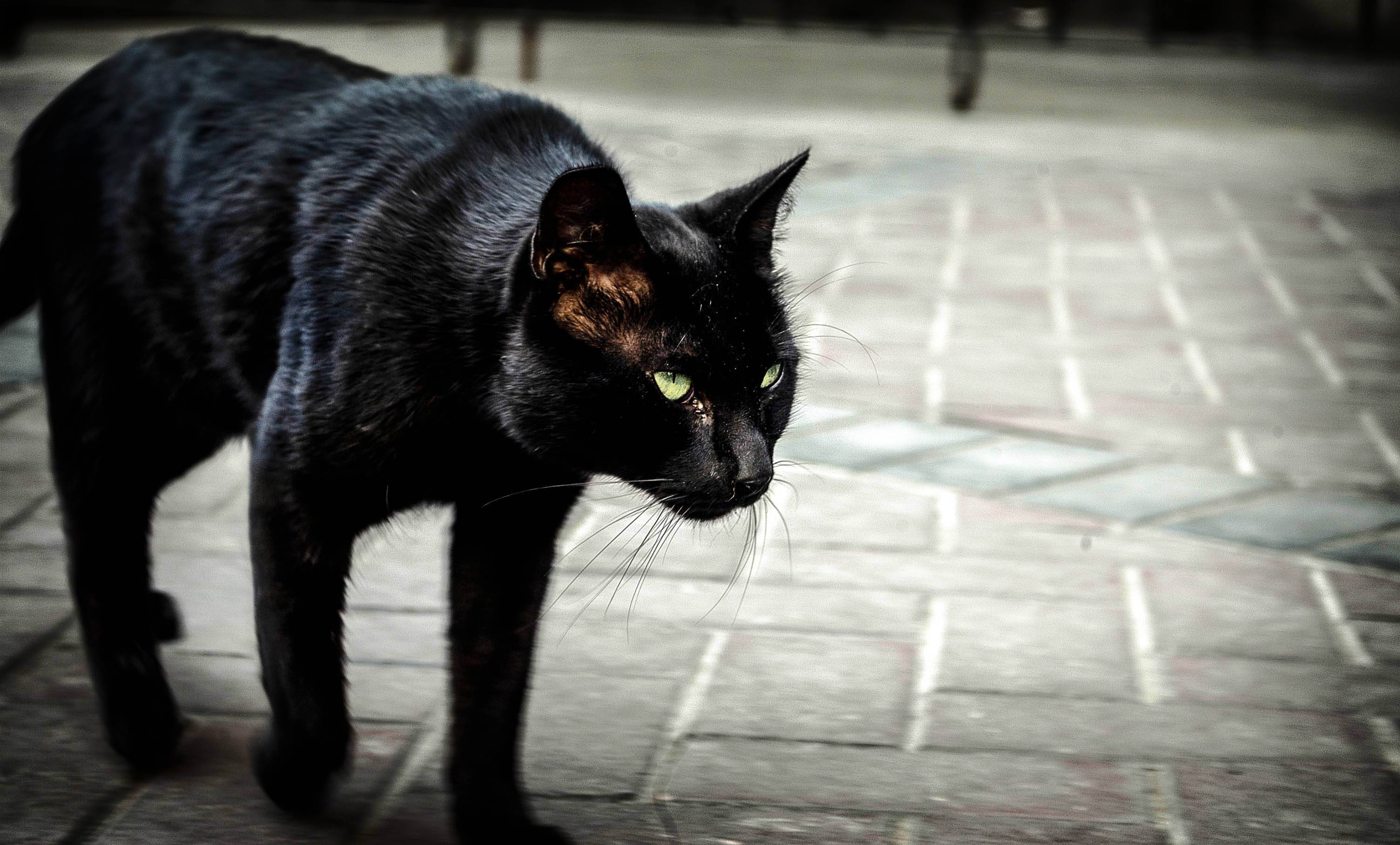 Приметы и суеверия про котов черного цвета