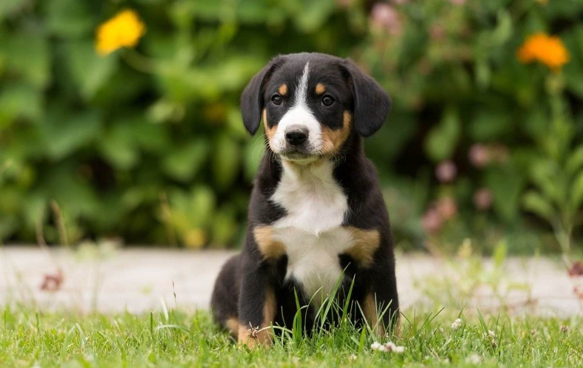 Энтлебухер зенненхунд собака: описание породы, фото, характер, цены