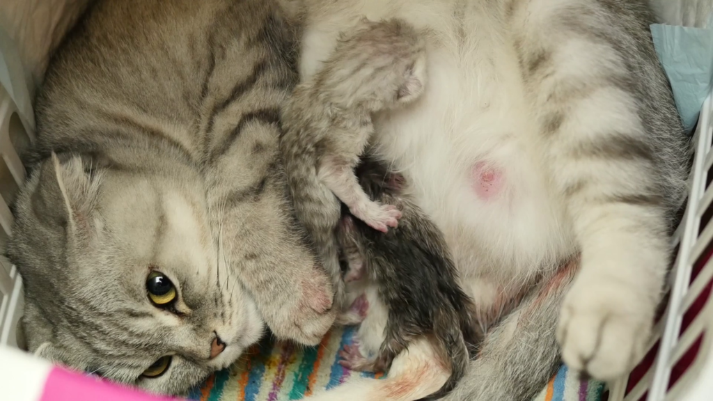 Сколько длится беременность кошек по времени: чем помочь и как понять, что кошка беременна