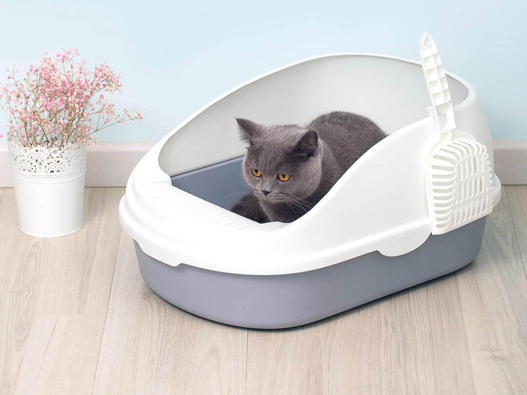 Наполнитель для кошачьего туалета: виды, какой лучше впитывает запах, как выбрать, рейтинг, производители
