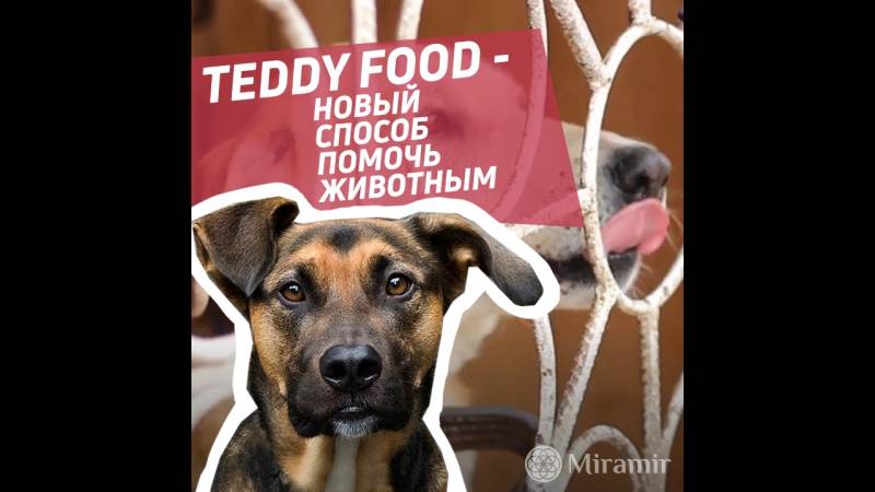 Teddy food — социальный сервис для усатиков