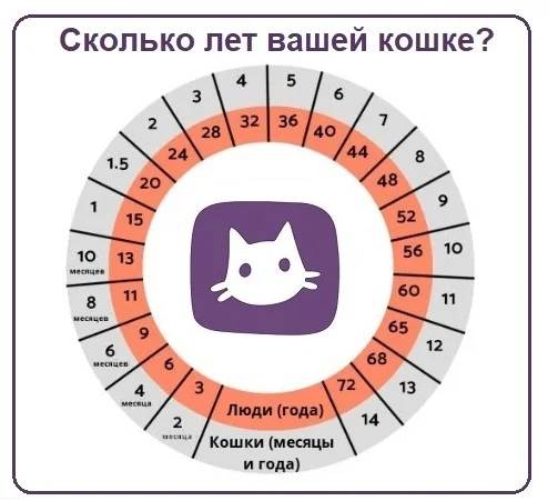 Как определить возраст котенка в домашних условиях