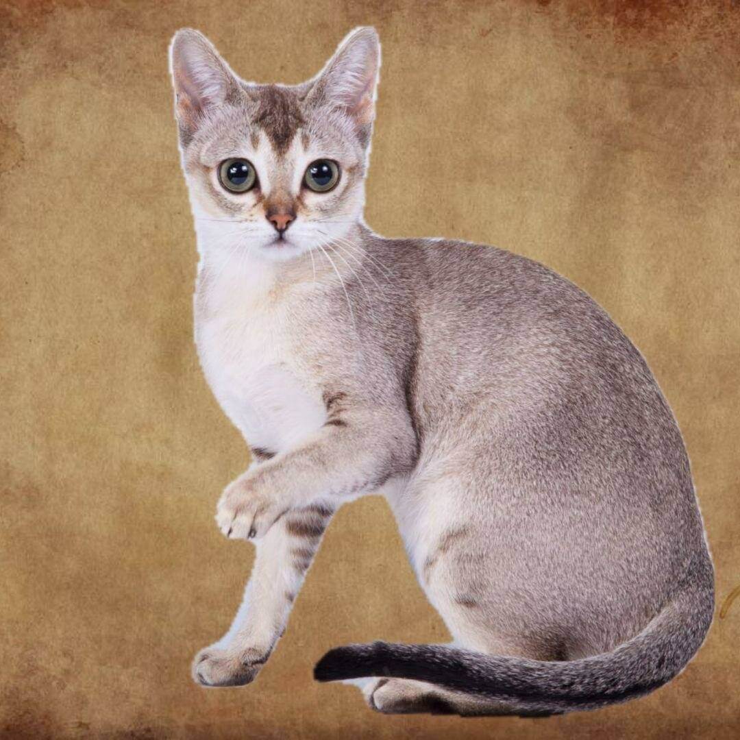 Сингапурские кошки и коты: описание, характер, отзывы (с фото и видео)