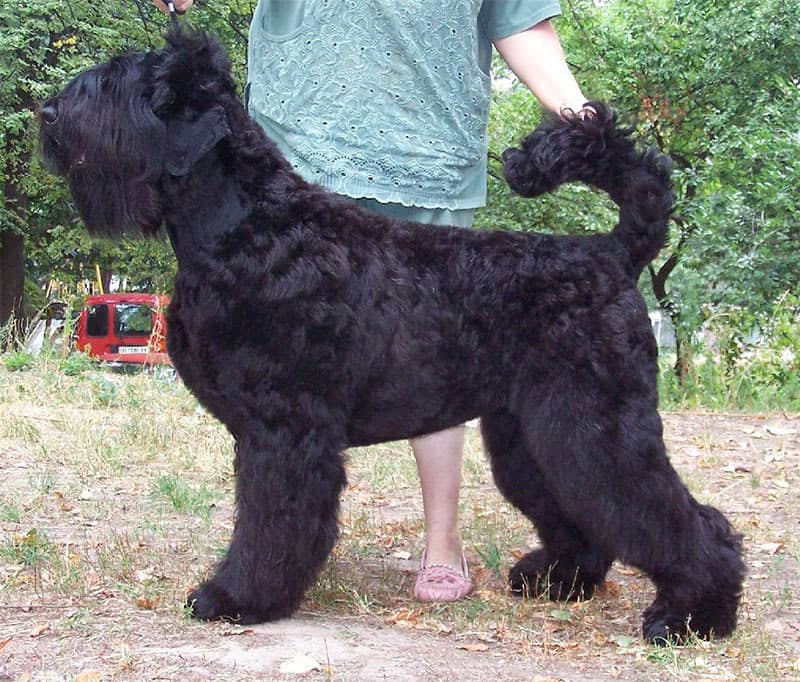 Описание породы черный русский терьер или собака сталина