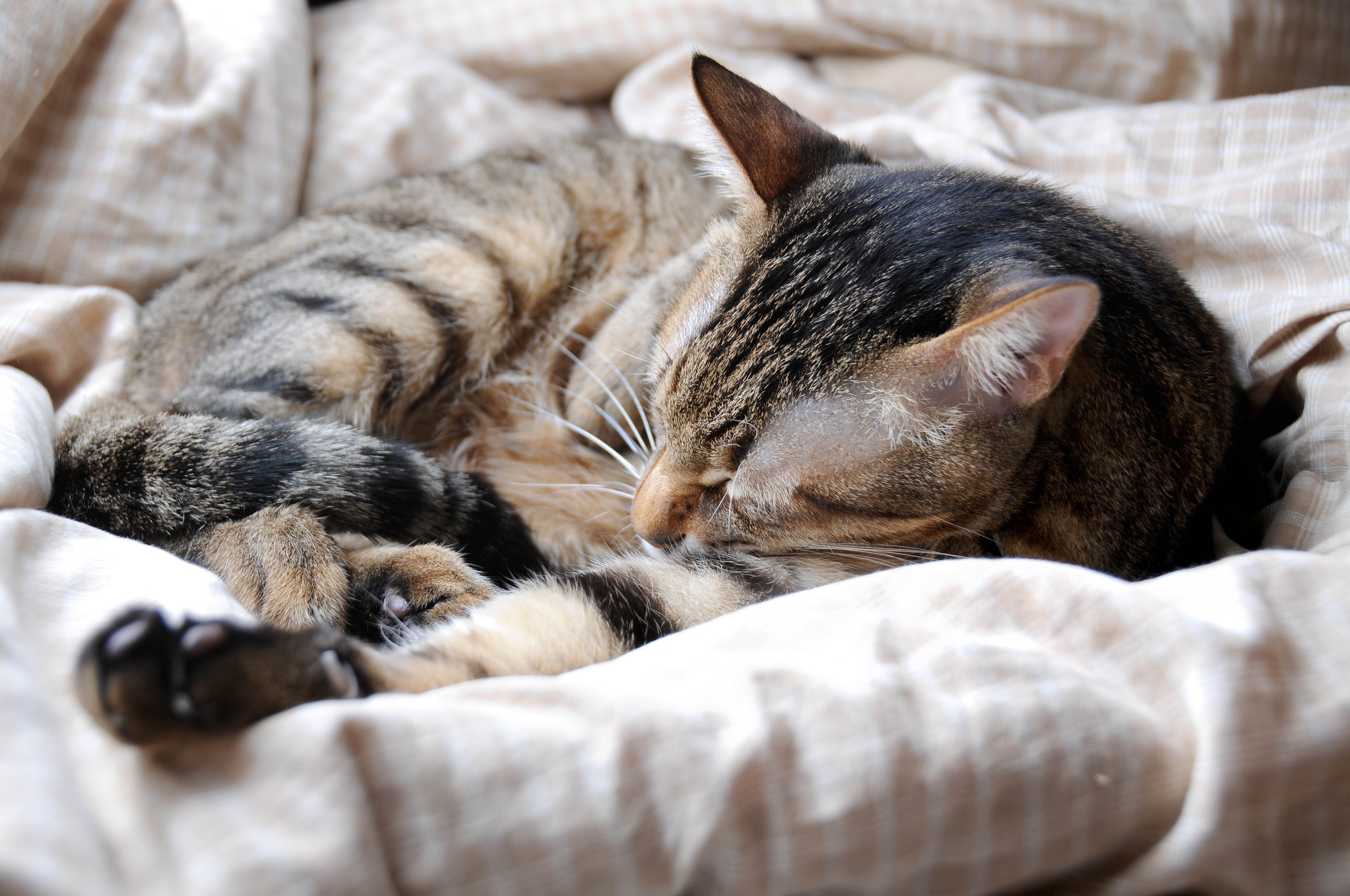 Сколько часов спят кошки в сутки и почему так много, фазы и стадии