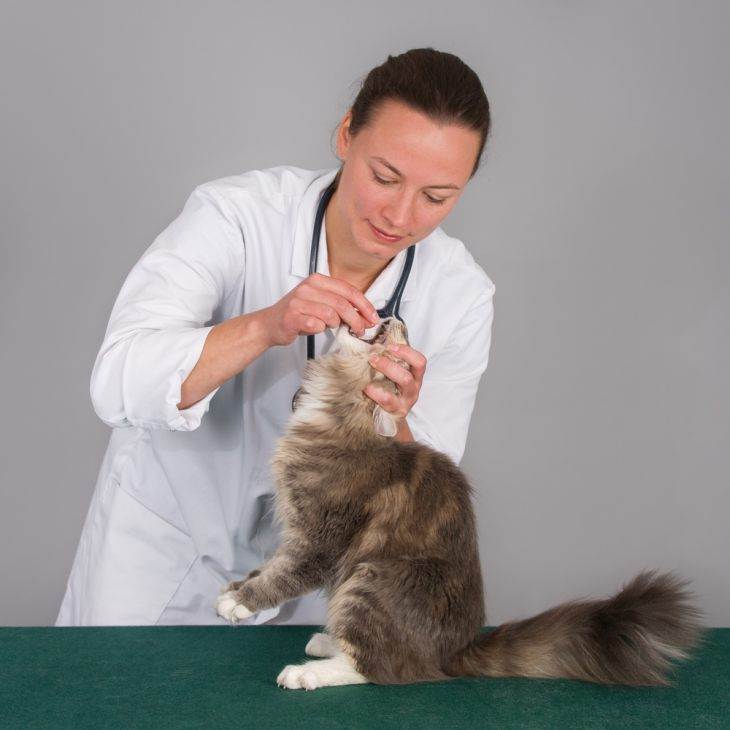 Как дать кошке таблетку: как дать лекарство из шприца