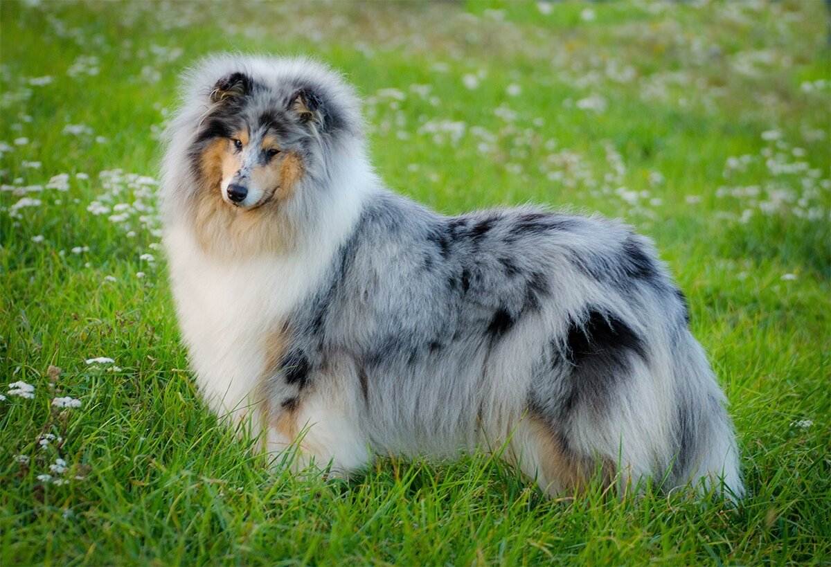 Порода собак колли - шотландская овчарка