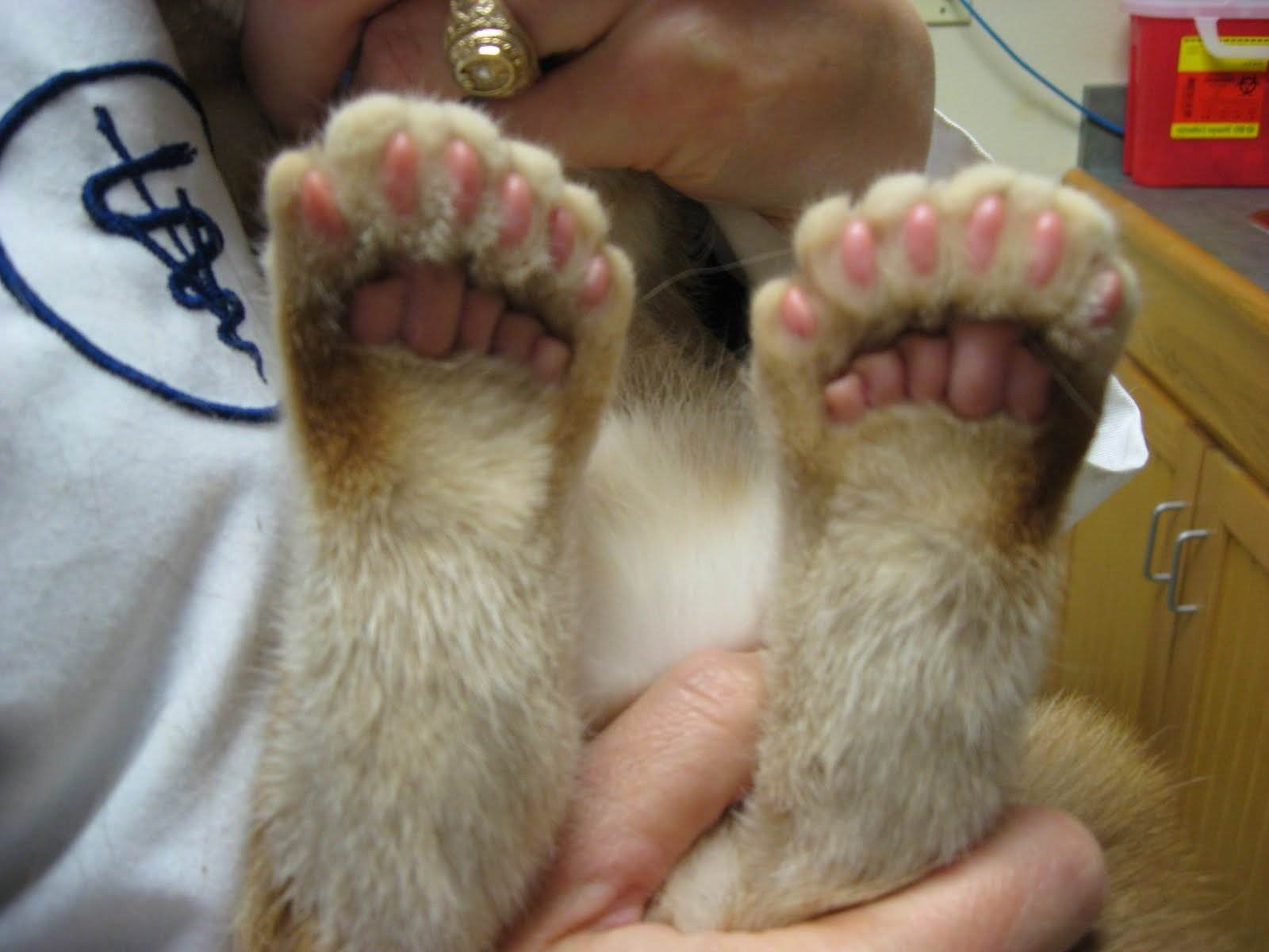 Породы собак с прибылыми пальцами на задних конечностях - статьи