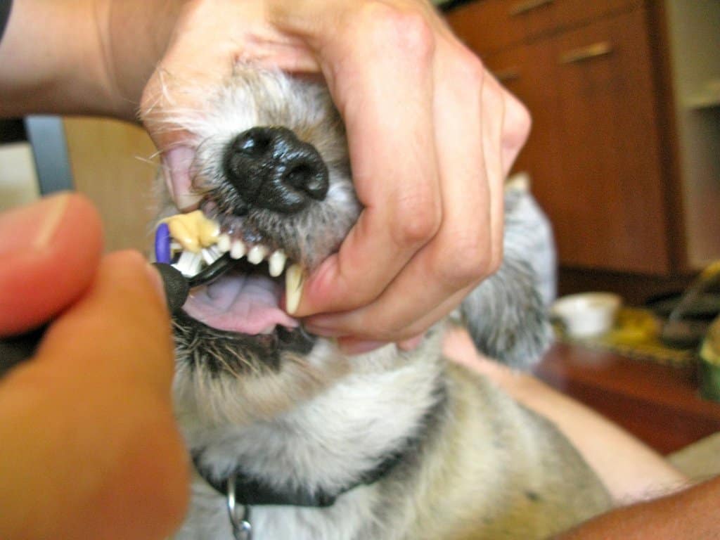 Зубной камень у собак