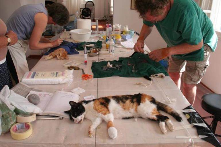 Перед стерилизацией кошки не кормить. Полостная стерилизация кошки. Кошка после стерилизации.