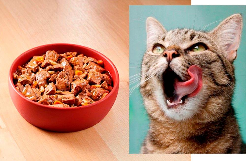 Правильное питание для кошек и котов в домашних условиях