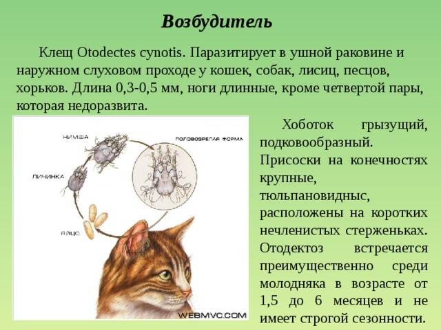 Лечение ушного клеща у кошек и котов в домашних условиях - kotiko.ru