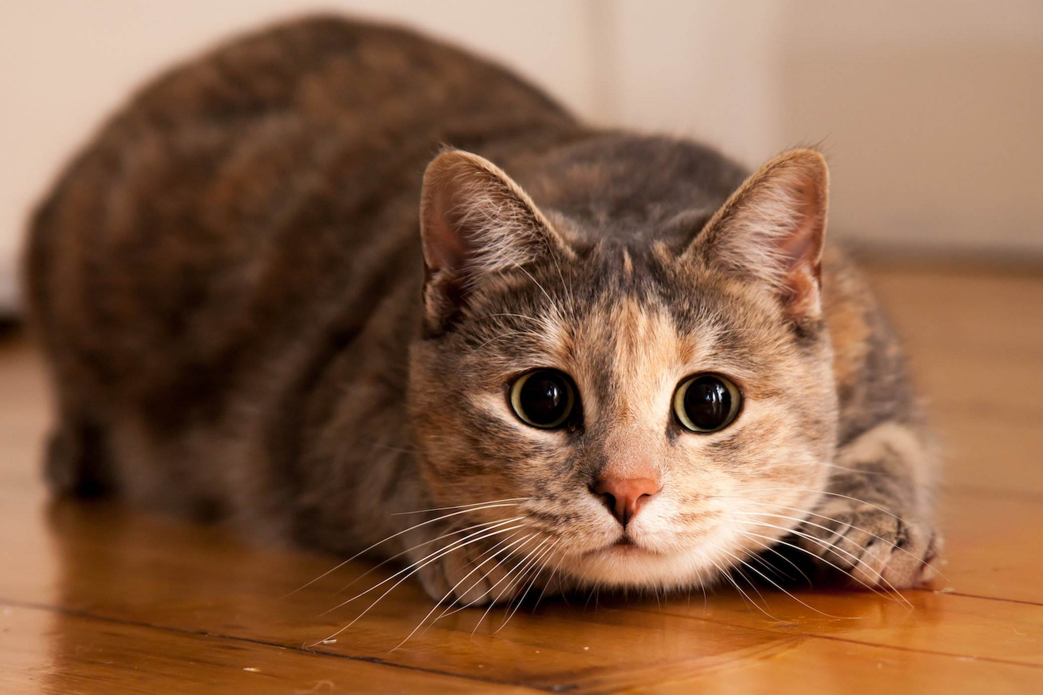 Домашние кошки: откуда взялись наши домашние питомцы?