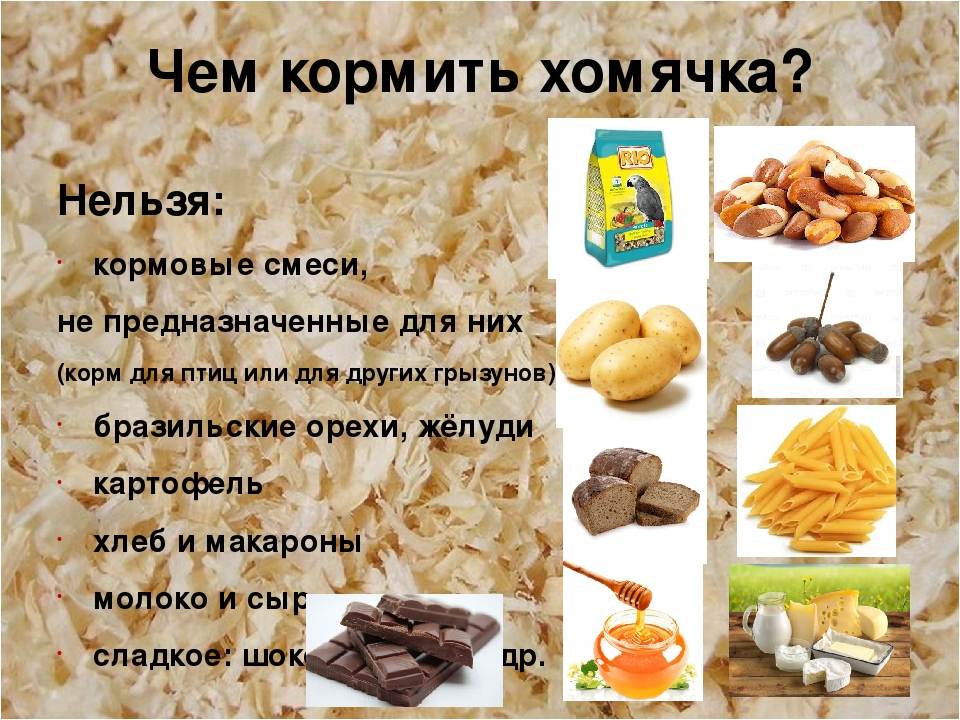 Что едят хомяки в домашних условиях: джунгарские, сирийские и других пород