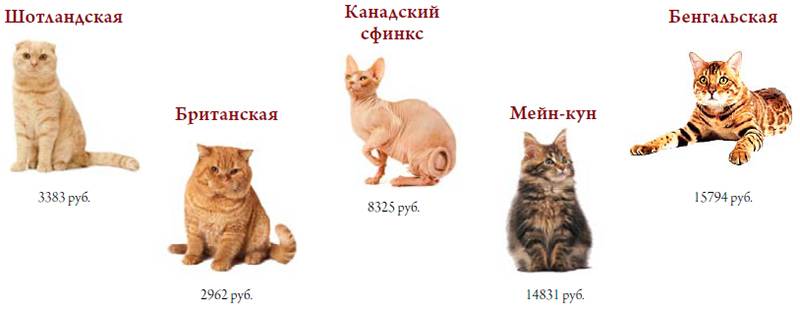 Популярные породы кошек: сфинкс, британец, перс, мейн-кун