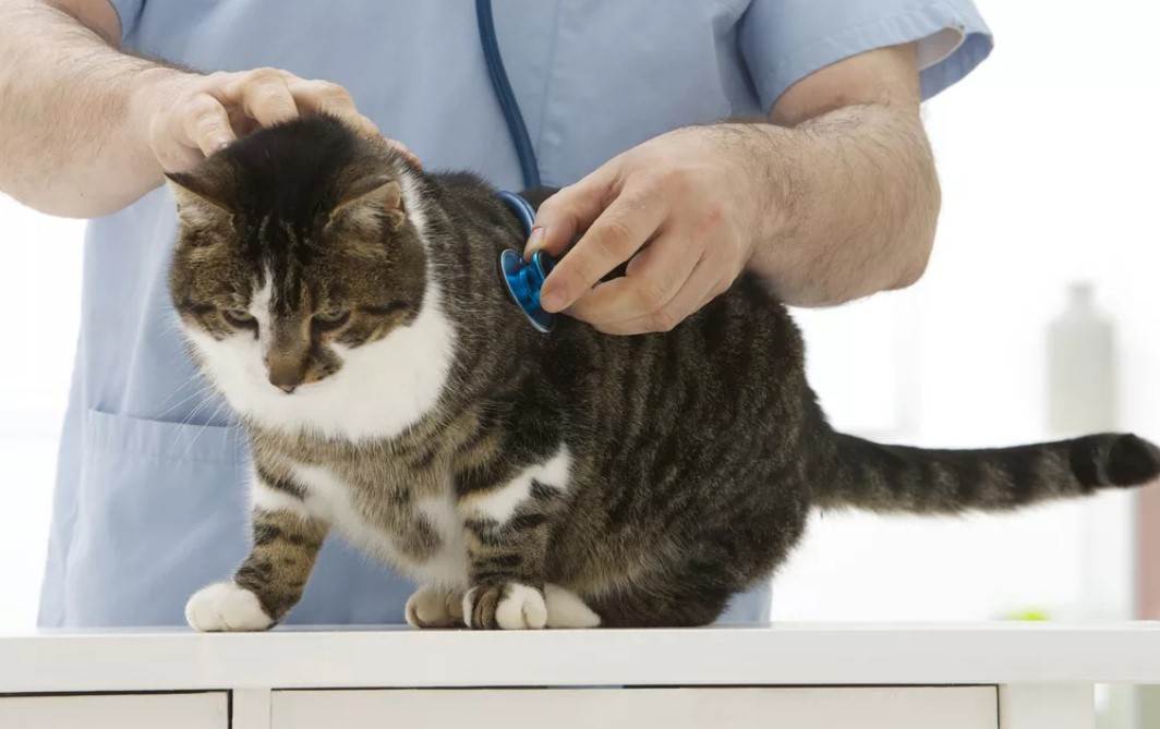 12 причин инфаркта у кошек - симптомы и лечение
