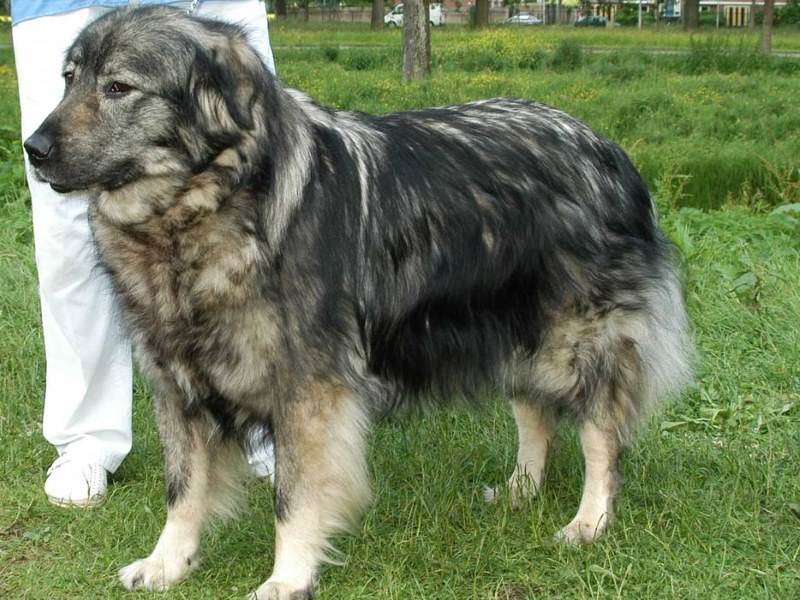 Румынская миоритская овчарка: характеристики породы собаки, фото, характер, правила ухода и содержания