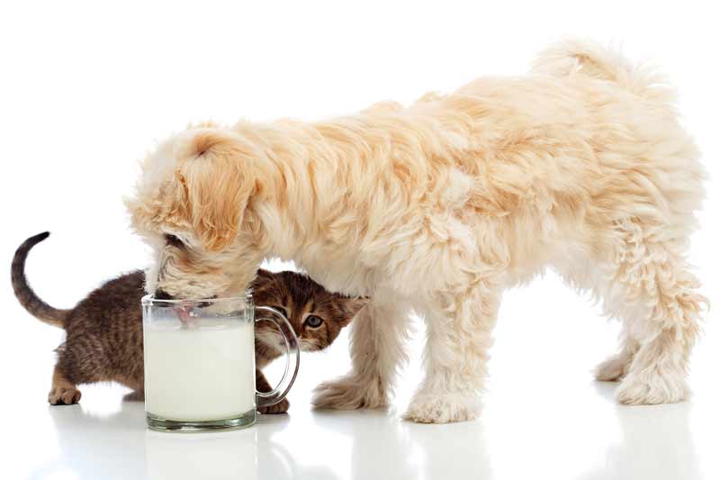 Молоко собакам: можно ли давать и как часто, особенности собачьего рациона