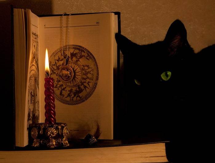 Все о кошках в доме: приметы, поверья и суеверия, касающиеся котов