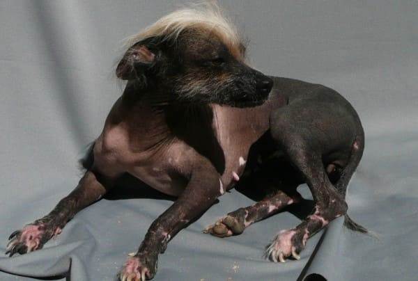 Топ-10 самых страшных пород собак в мире (+ фото)
