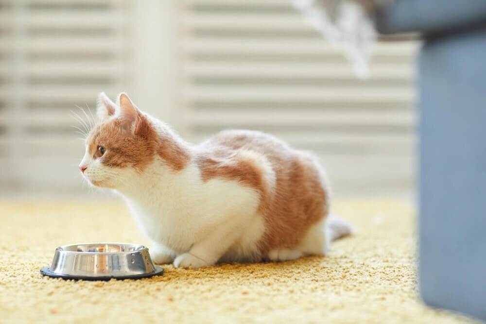 Почему кошка рвет после еды, как помочь питомцу?