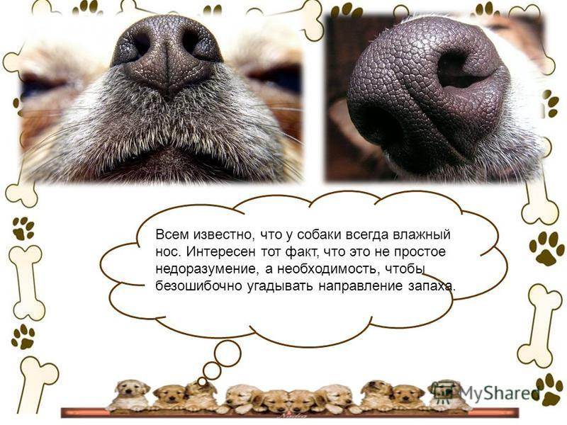Какой нос должен быть у здоровой собаки: мокрый, холодный или сухой