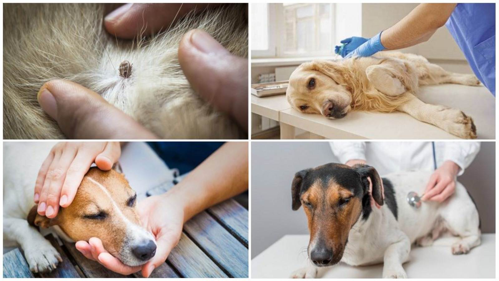 Подкожный клещ у собак – симптомы и лечение 2022