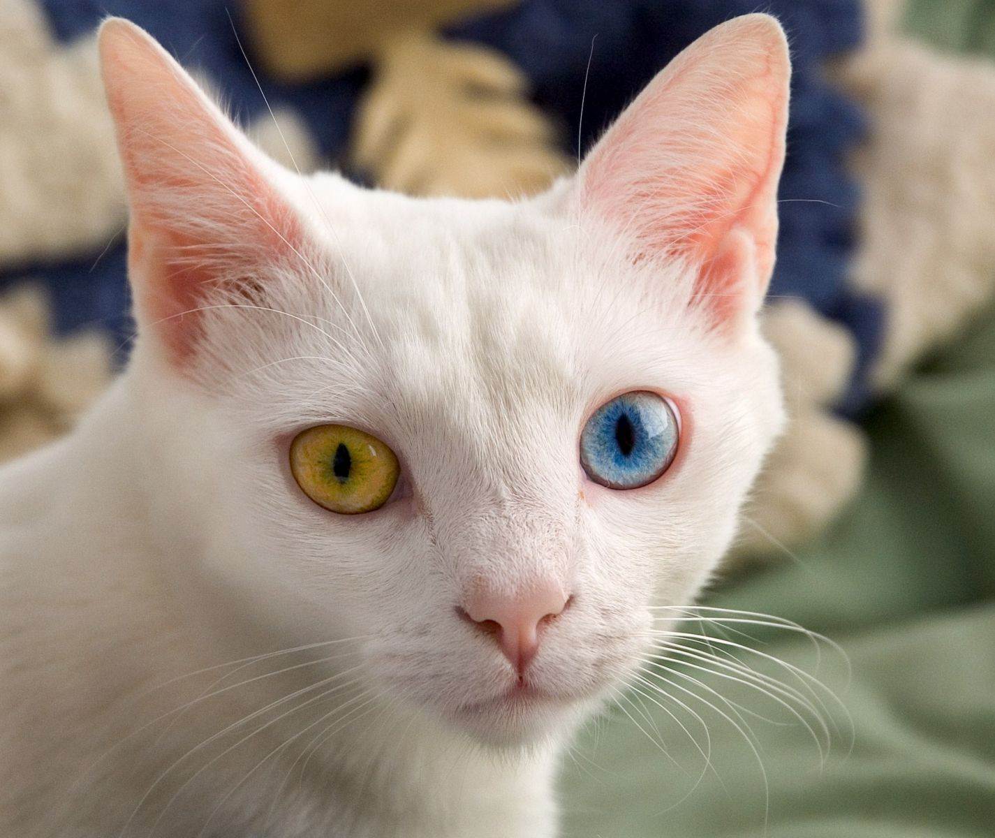 Породы котов с голубыми глазами с фотографиями и названиями