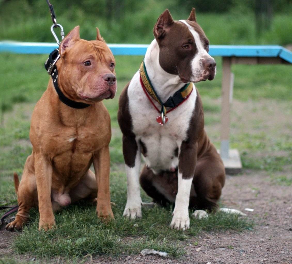 Особенности содержания собак бойцовских пород | блог ветклиники "беланта"