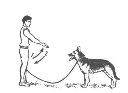 Как научить собаку команде «рядом»