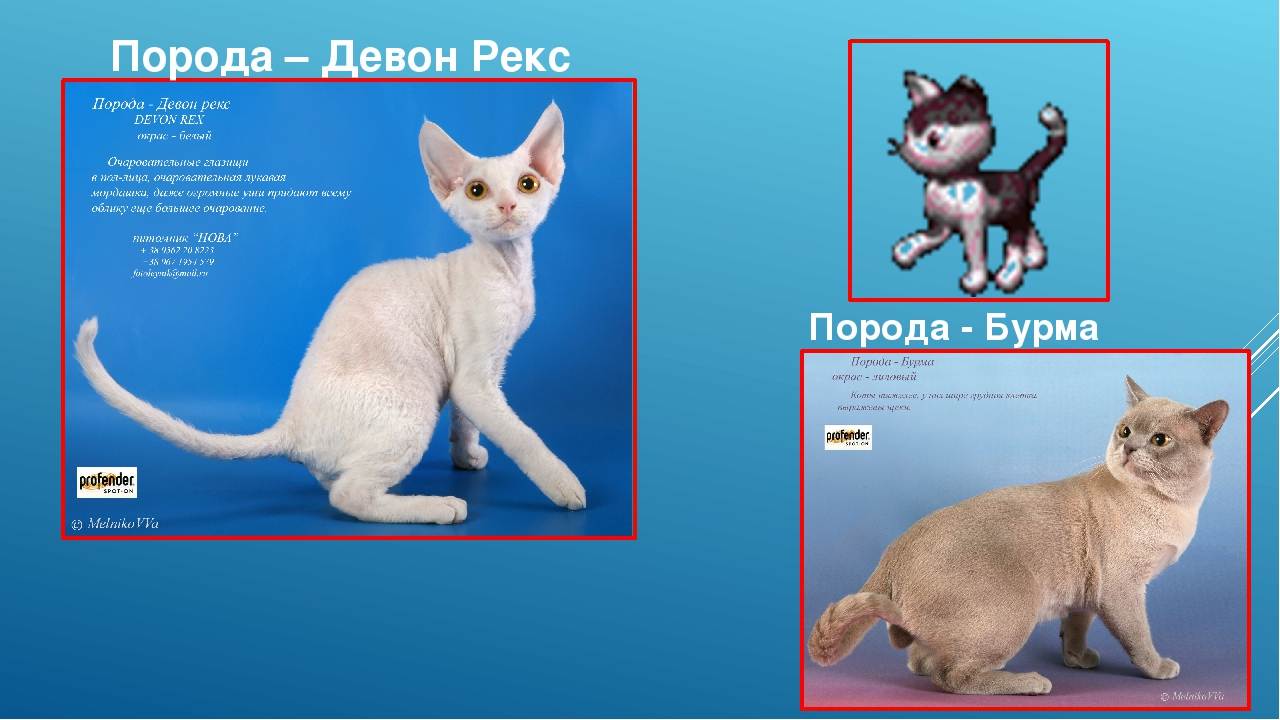 Кошка эльф: описание породы и фото :: syl.ru