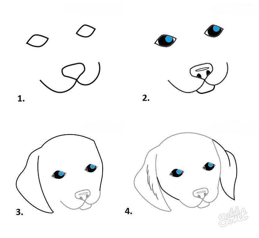 Как нарисовать морду собаки