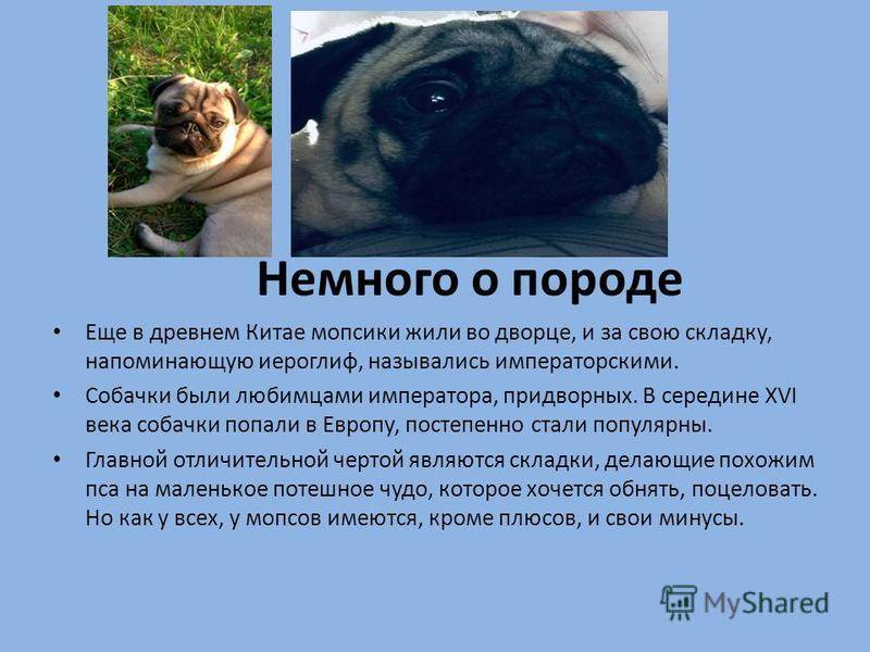 ᐉ щенки мопса: правильный уход - ➡ motildazoo.ru