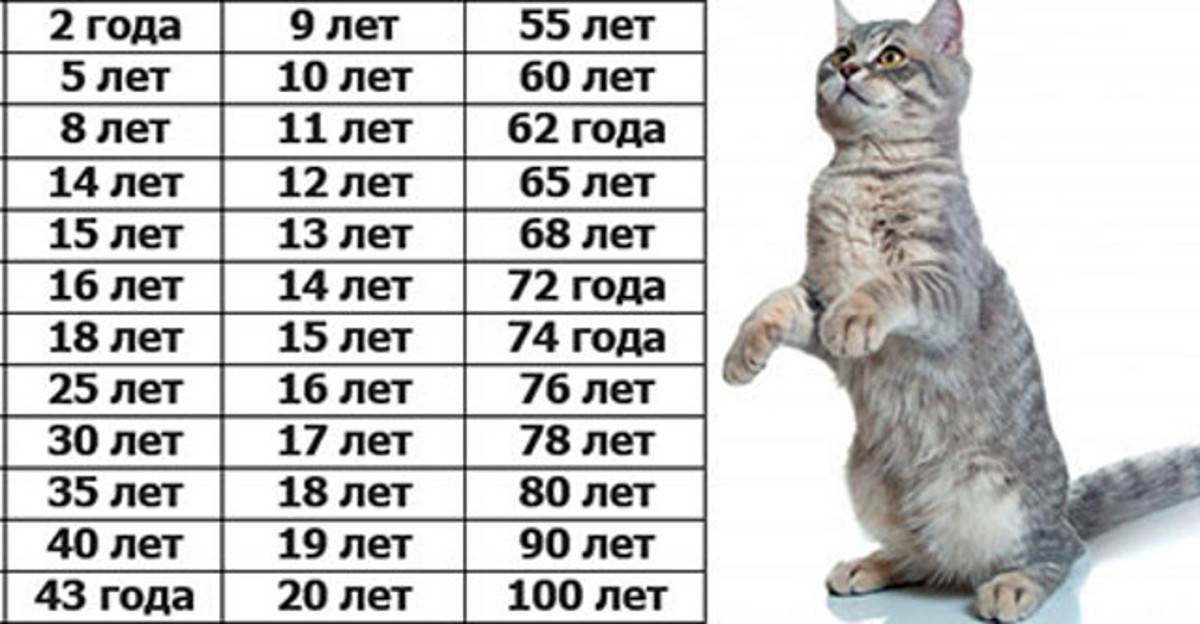 Сколько лет живут кошки в домашних условиях, как определить возраст кота, в том числе по человеческим меркам