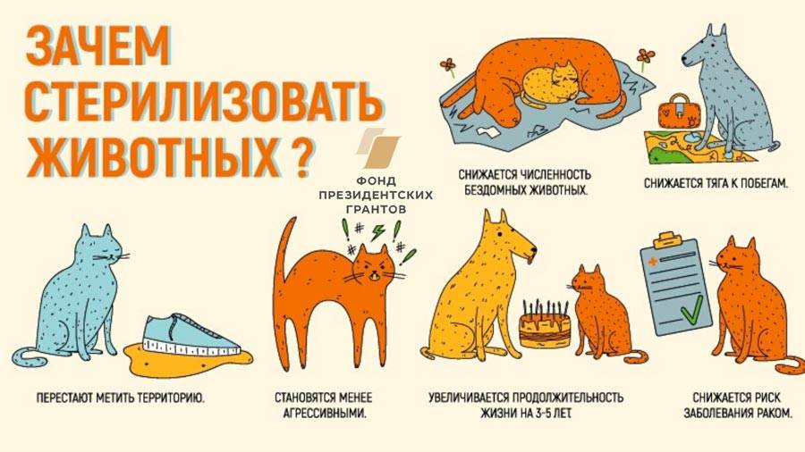 Кастрация котов и стерилизация кошек: все аргументы "за" и "против" | блог ветклиники "беланта"