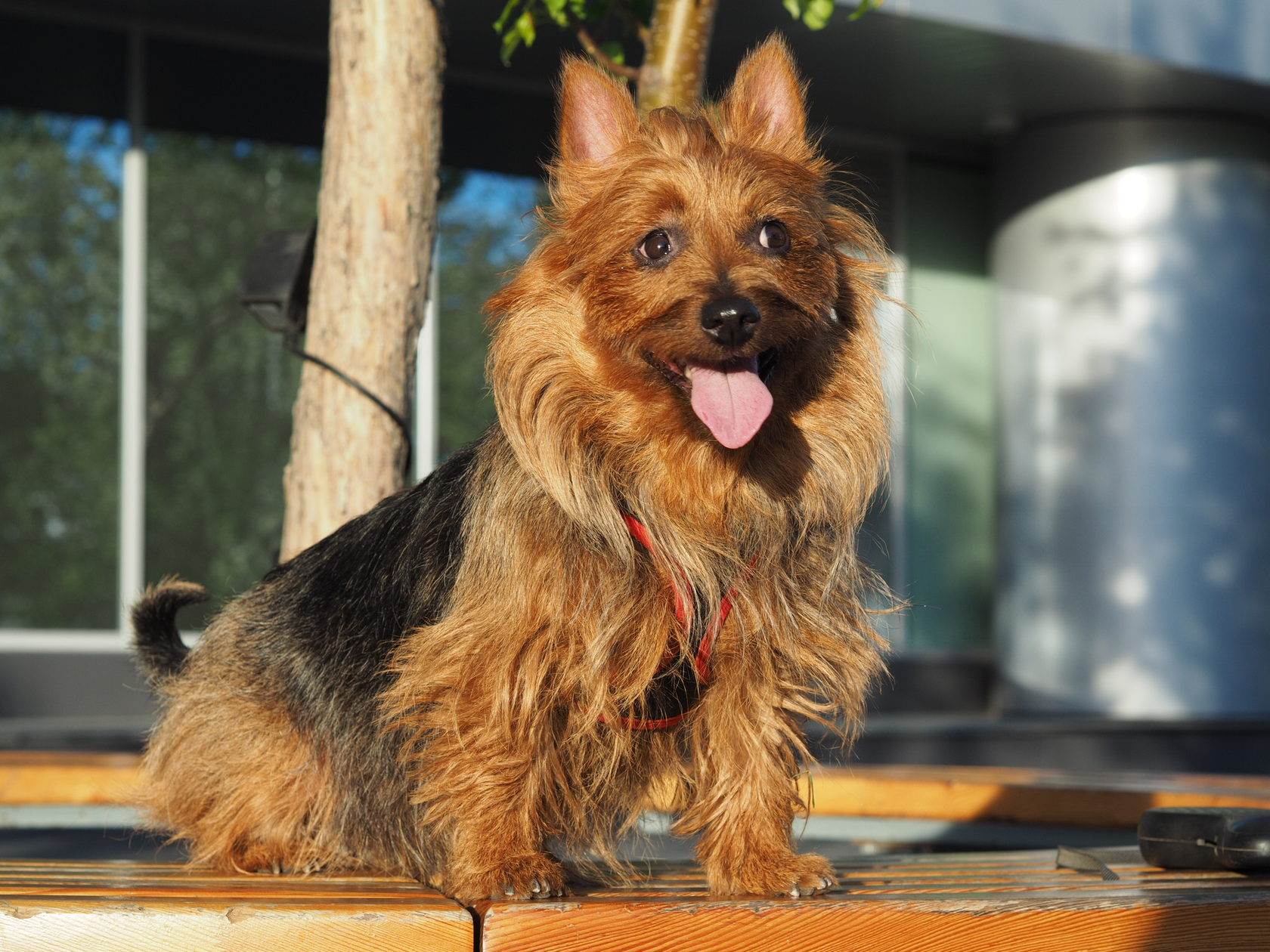 Австралийский шелковистый терьер: фото собаки, описание и стандарты породы