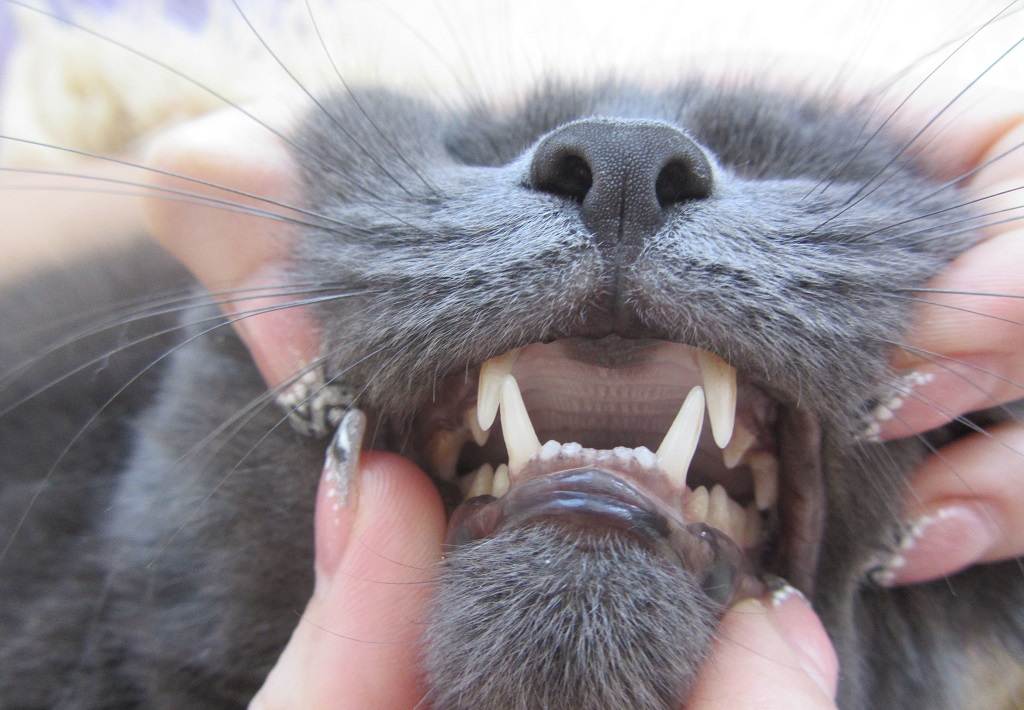 Запах изо рта у кошки: причины и лечение
