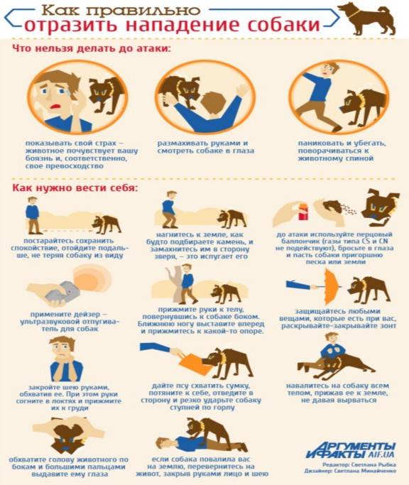 Что делать при нападении собак: подробная памятка | ваши питомцы
