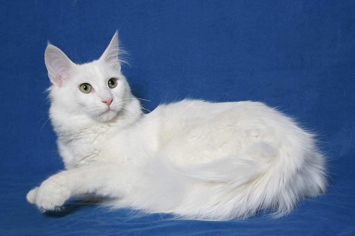 Ангорская кошка (ангора турецкая) – характер, фото и описание породы