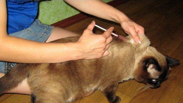 Фото как сделать укол коту самостоятельно: в холку, подкожно, внутримышечно, в бедро