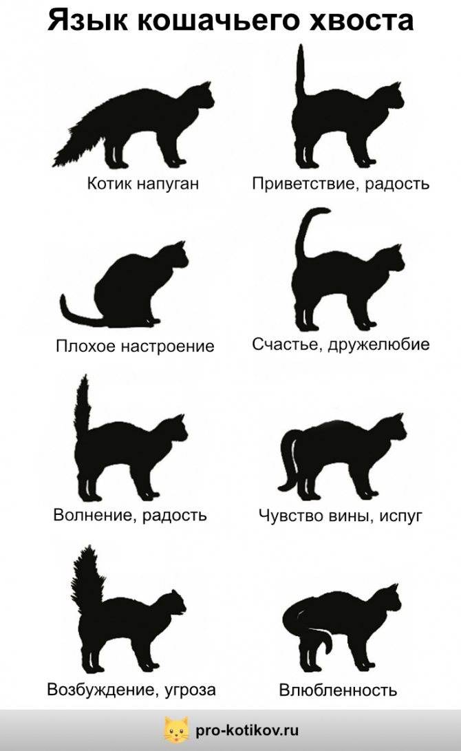 Кот трясет хвостом но не метит. почему коты виляют хвостом: как определить настроение питомца? почему кошка дергает хвостом как кот как будто метит или блохи