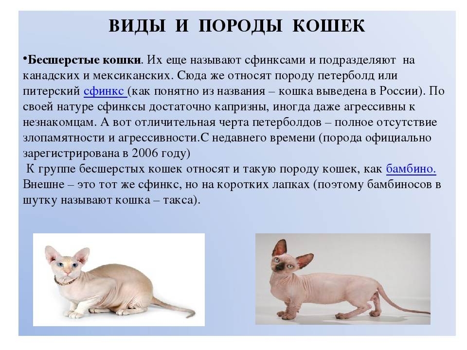 Кошка мейкун — характеристика породы