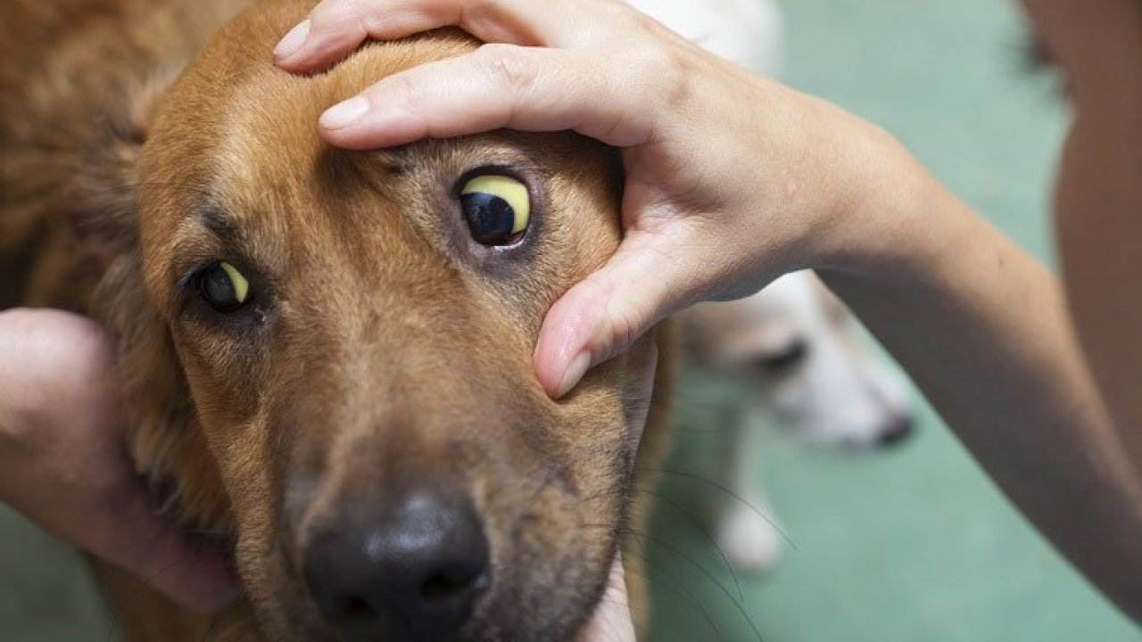 Инфекционные заболевания собаки - график прививок и профилактика, лечение | болезни собак