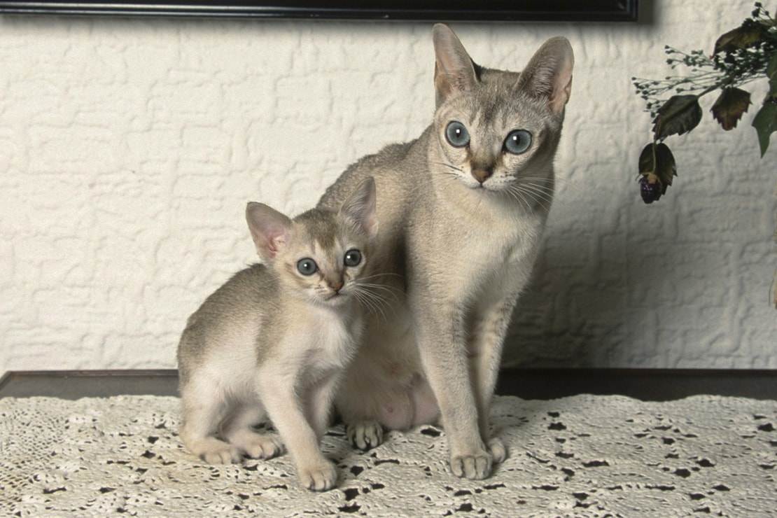 Сингапурская кошка - описание породы от а до я + 120 фото. полное описание внешности и характера сингапурской кошки